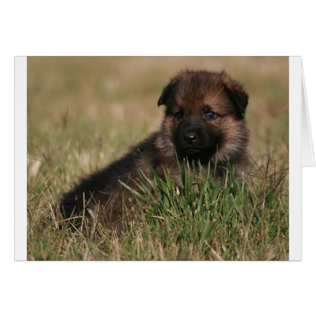 German Shepherd Puppy "The Lookout" (Voorkant Horizontaal)