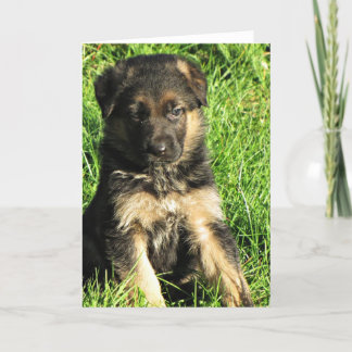 German Shepherd puppy Wenskaart Kaart