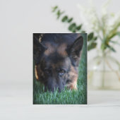 German Shepherd Randy vom Leithawald Briefkaart (Staand voorkant)