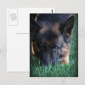 German Shepherd Randy vom Leithawald Briefkaart (Voorkant / Achterkant)