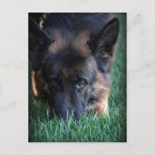 German Shepherd Randy vom Leithawald Briefkaart