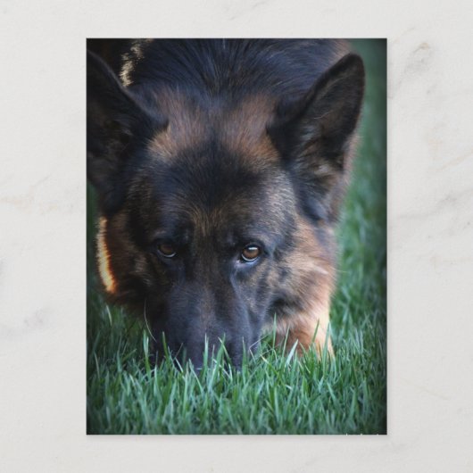 German Shepherd Randy vom Leithawald Briefkaart (Voorkant)