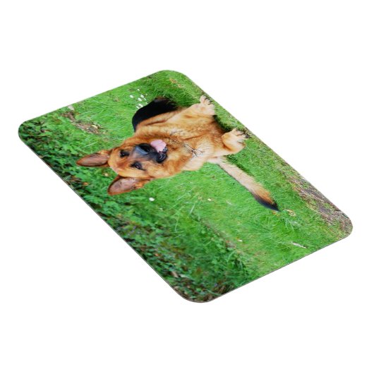 German Shepherd Resting in Grass Magnet Magneet (Rechterzijde)