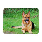German Shepherd Resting in Grass Magnet Magneet (Horizontaal)