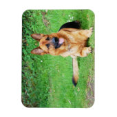 German Shepherd Resting in Grass Magnet Magneet (Verticaal)