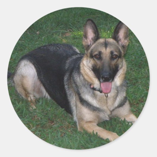 German Shepherd Ronde Sticker (Voorkant)