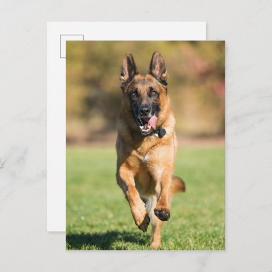 German Shepherd Running Briefkaart (Voorkant / Achterkant)