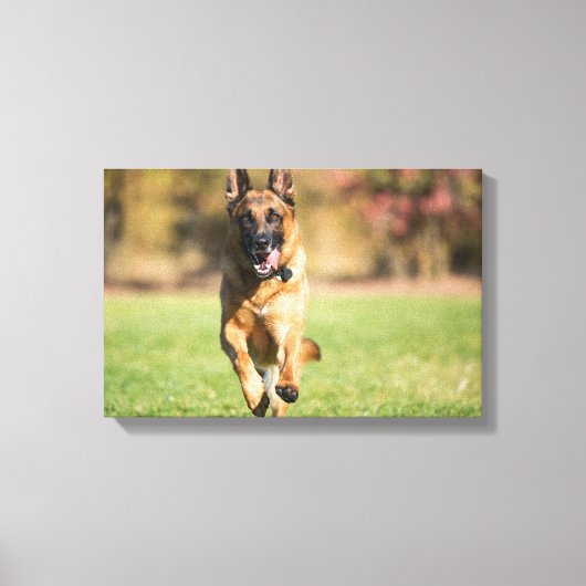 German Shepherd Running Canvas Afdruk (Voorkant)