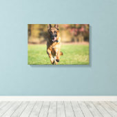 German Shepherd Running Canvas Afdruk (Insitu (Houten vloer))