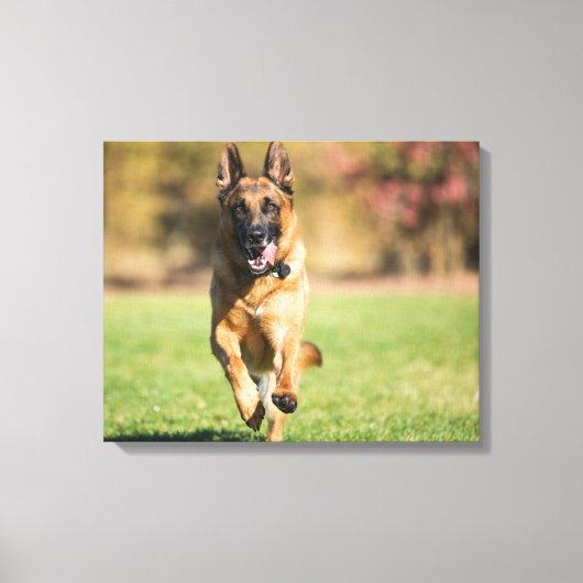German Shepherd Running Canvas Afdruk (Voorkant)