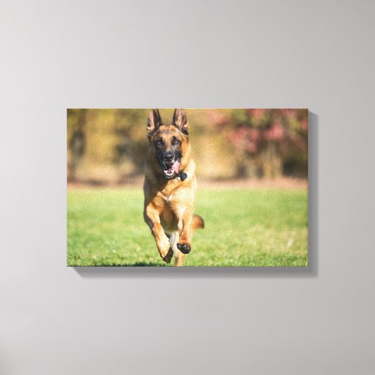 German Shepherd Running Canvas Afdruk (Voorkant)