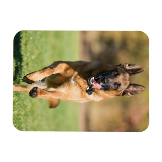 German Shepherd Running Magneet (Horizontaal)