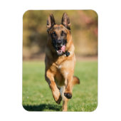 German Shepherd Running Magneet (Verticaal)