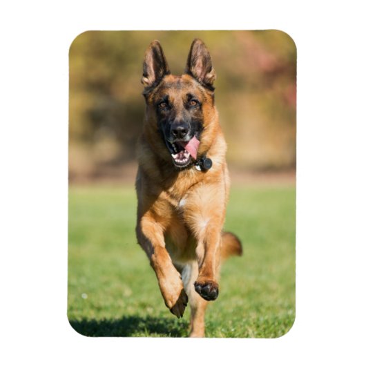 German Shepherd Running Magneet (Verticaal)