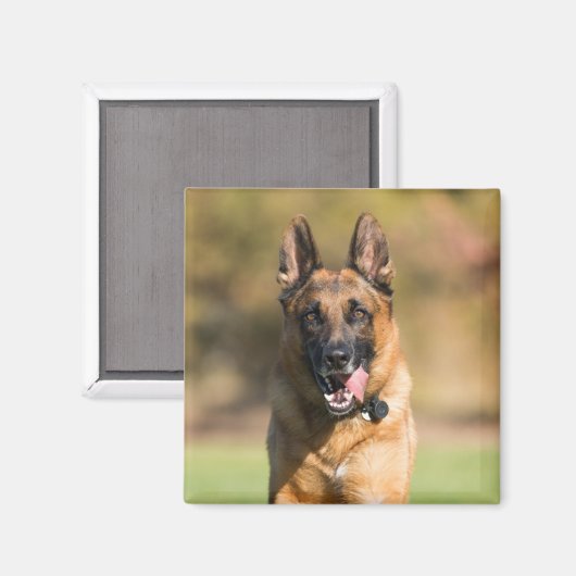 German Shepherd Running Magneet (Voorkant / Achterkant)