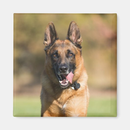 German Shepherd Running Magneet (Voorkant)