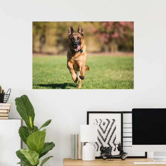German Shepherd Running Poster (Thuiskantoor)