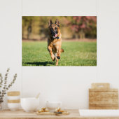 German Shepherd Running Poster (Keuken)