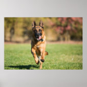 German Shepherd Running Poster (Voorkant)