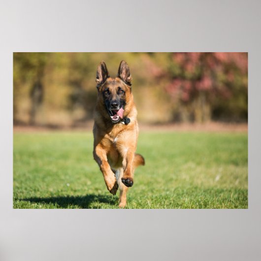 German Shepherd Running Poster (Voorkant)