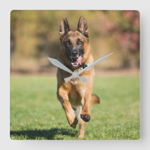 German Shepherd Running Vierkante Klok