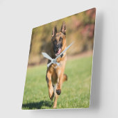 German Shepherd Running Vierkante Klok (Hoek)