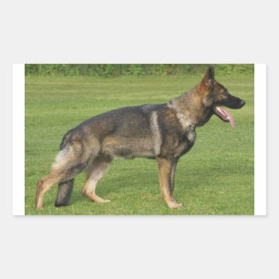 German Shepherd Sable Full Rechthoekige Sticker
