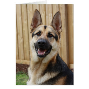 German Shepherd Sitting