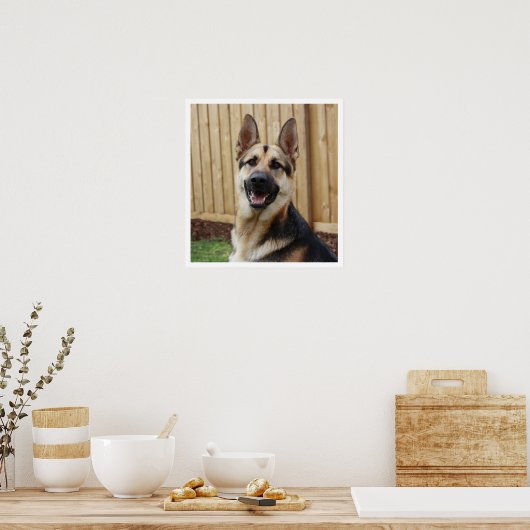 German Shepherd Sitting Alert Poster (Keuken)