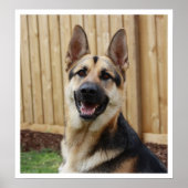 German Shepherd Sitting Alert Poster (Voorkant)