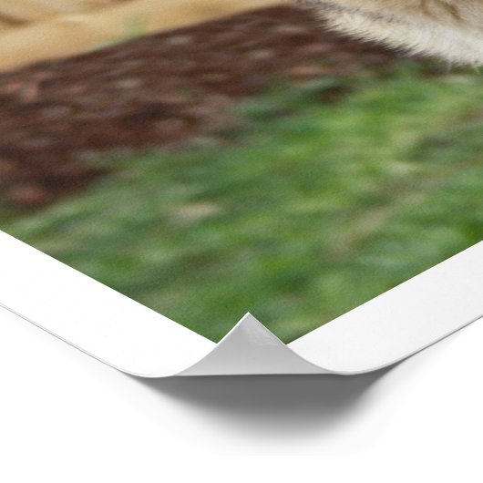 German Shepherd Sitting Alert Poster (Hoek)