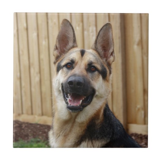 German Shepherd Sitting Tegeltje (Voorkant)