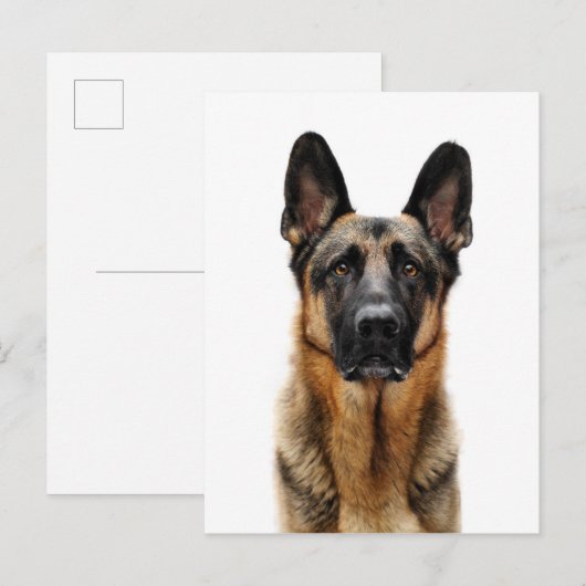 German Shepherd Sitting up Briefkaart (Voorkant / Achterkant)