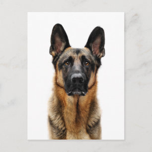 German Shepherd Sitting up Briefkaart