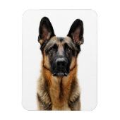 German Shepherd Sitting up Magneet (Verticaal)