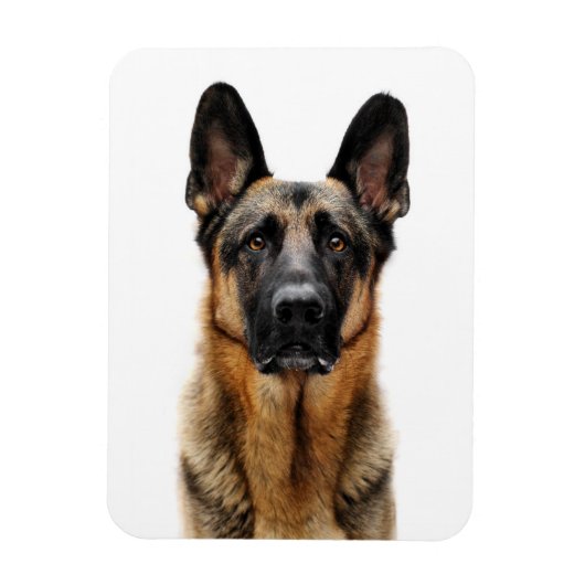 German Shepherd Sitting up Magneet (Verticaal)
