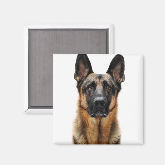 German Shepherd Sitting up Magneet (Voorkant / Achterkant)