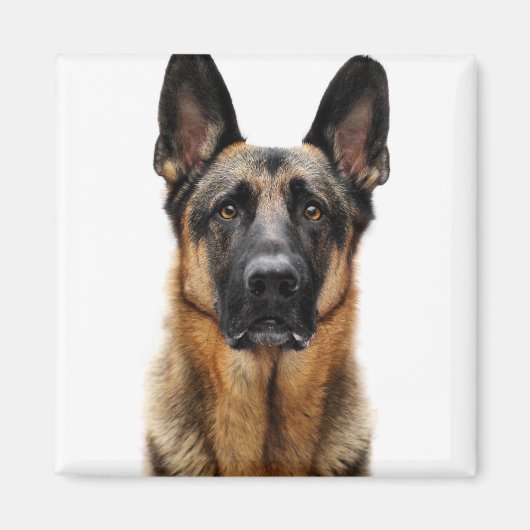 German Shepherd Sitting up Magneet (Voorkant)