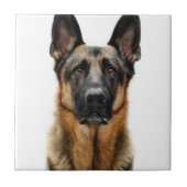 German Shepherd Sitting up Tegeltje (Voorkant)