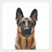 German Shepherd Sitting up Vierkante Sticker (Voorkant)
