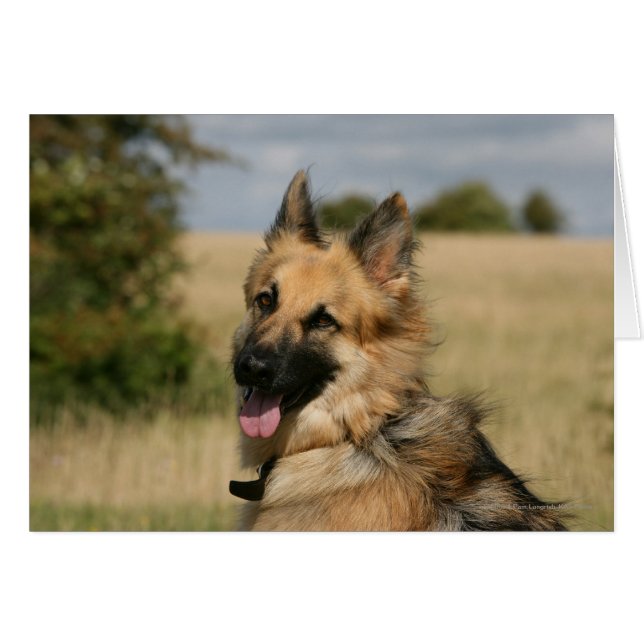 German Shepherd Sticking Tongue (Voorkant Horizontaal)