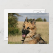 German Shepherd Sticking Tongue Briefkaart (Voorkant / Achterkant)