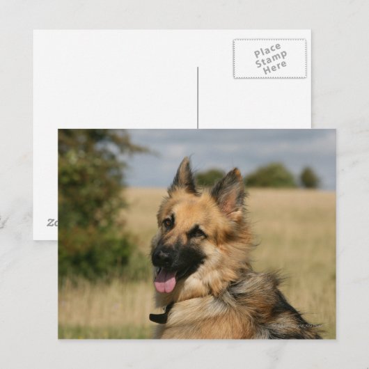 German Shepherd Sticking Tongue Briefkaart (Voorkant / Achterkant)