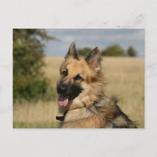 German Shepherd Sticking Tongue Briefkaart (Voorkant)