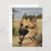 German Shepherd Sticking Tongue Briefkaart (Voorkant / Achterkant)