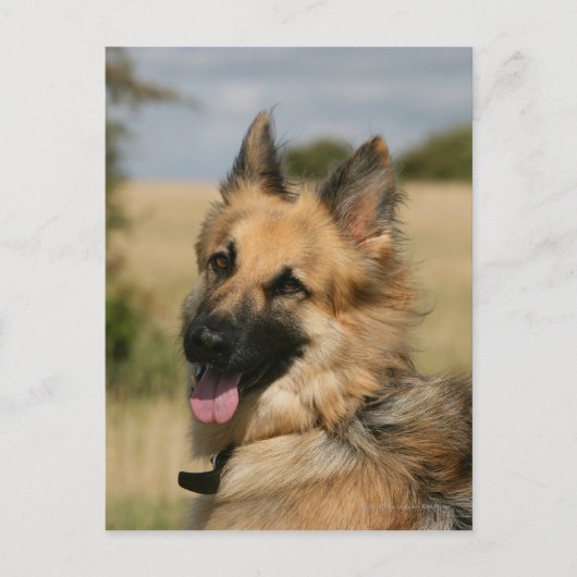 German Shepherd Sticking Tongue Briefkaart (Voorkant)