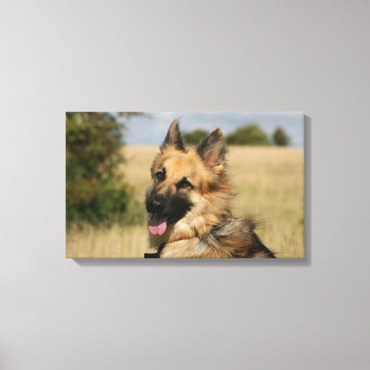 German Shepherd Sticking Tongue Canvas Afdruk (Voorkant)
