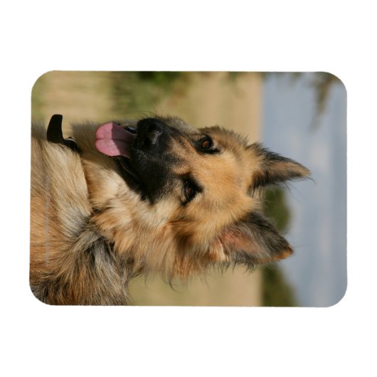 German Shepherd Sticking Tongue Magneet (Horizontaal)