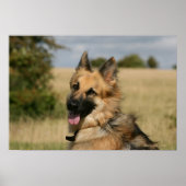 German Shepherd Sticking Tongue Poster (Voorkant)