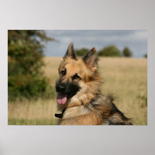 German Shepherd Sticking Tongue Poster (Voorkant)
